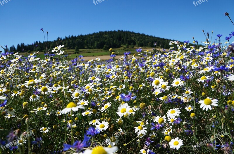 Nature Flower Plant Meadow Summer