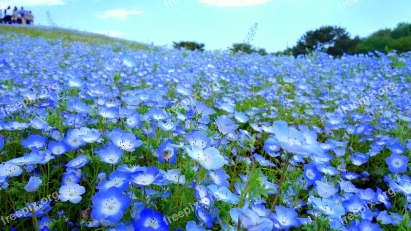 Flowers Natural Plant Summer Pasture