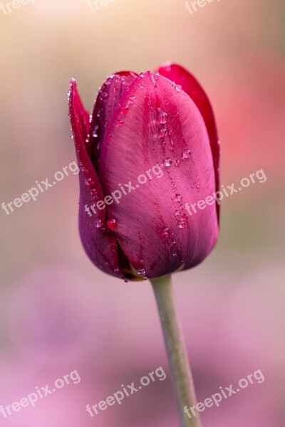 Tulip Spring Nature Flower Plant