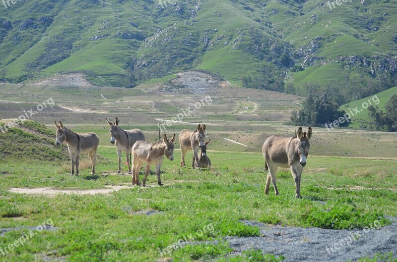 Wild Burro Herd Mountain Valley Green