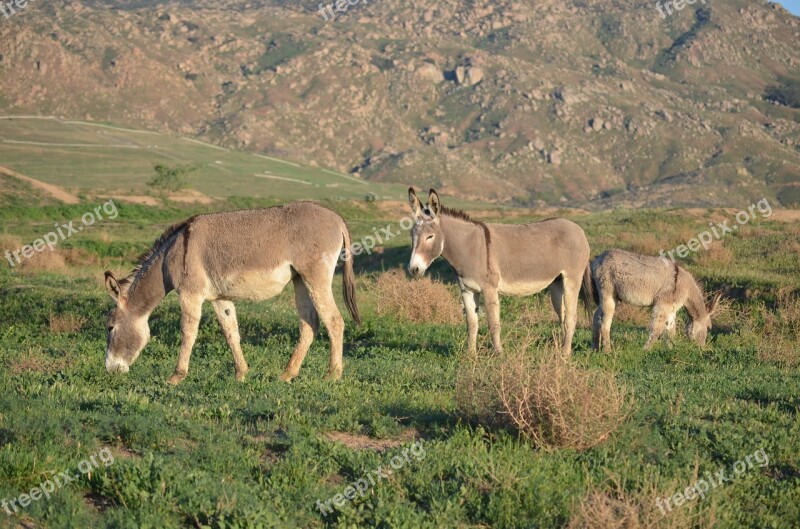 Wild Burro Family California Burros Mountain Valley Mammal