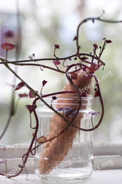 Nature Sweet Potato Grow Vegetable Organic