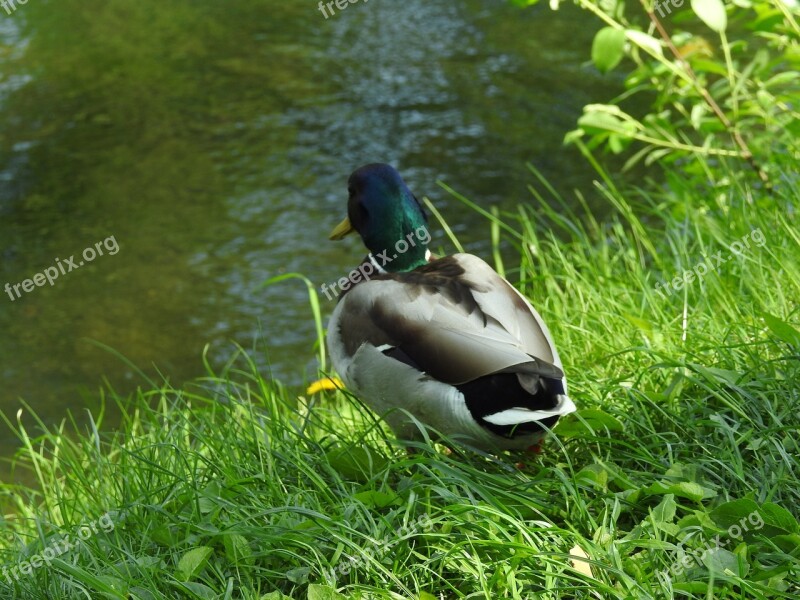 Nature Birds Lawn Animals At The Court Of