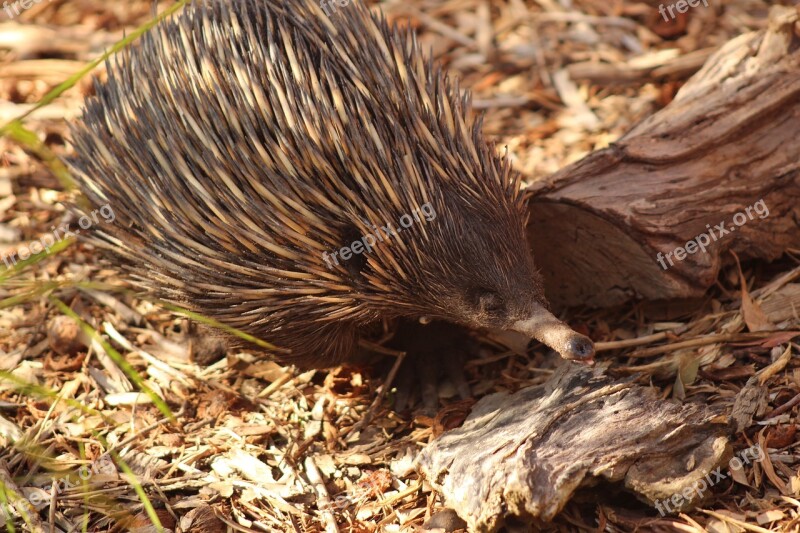 Nature Wildlife Outdoors Echidna Australia