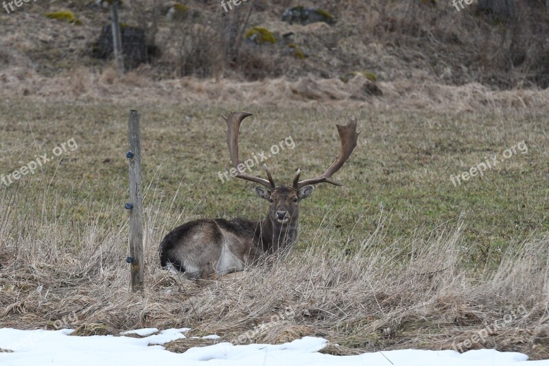 Deer Nature Animal Life Mammal Outdoor