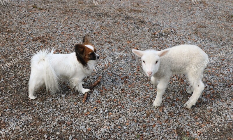 Cute Mammals The Animal Kingdom Pet Dog