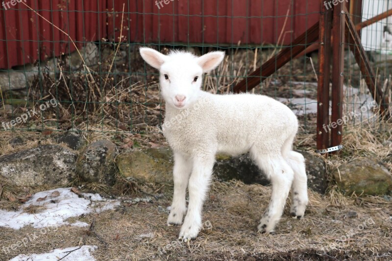 The Sheep Farm Mammals The Animal Kingdom Livestock