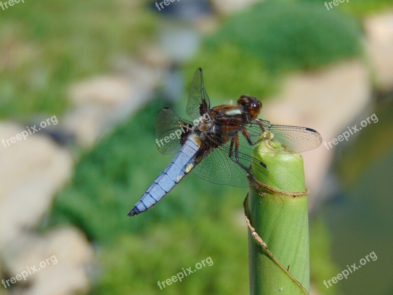 Dragonfly Nature Insect Wild World Outdoors