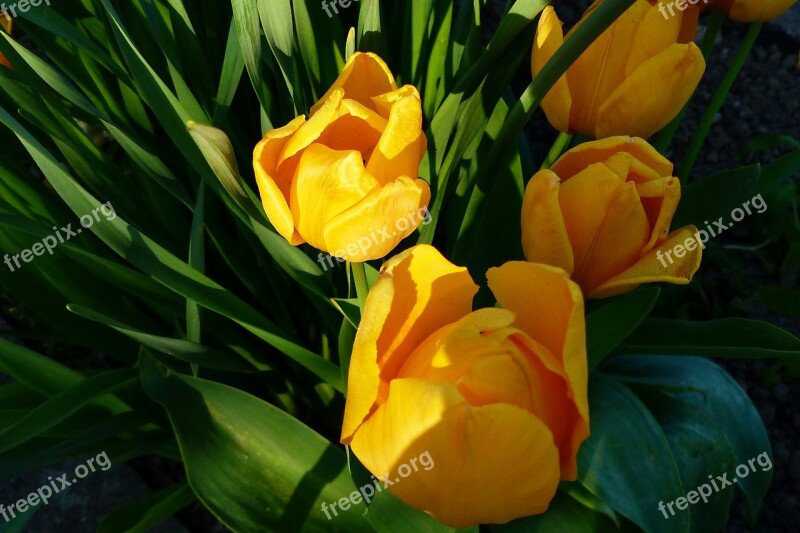 Nature Plant Flower Tulip Leaf