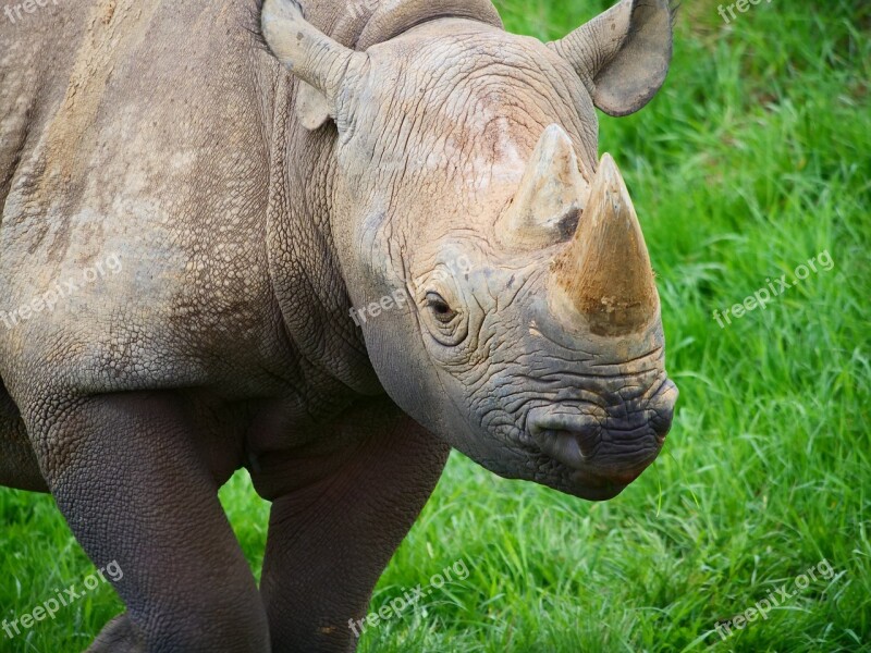 Rhino Rhinoceros Animal Wildlife Nature