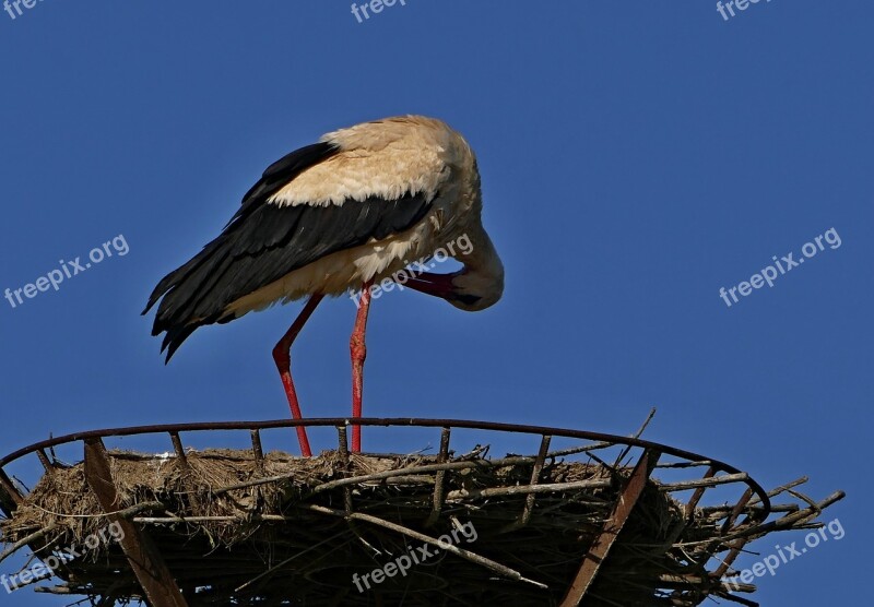 Stork White Nature The Nest Migratory