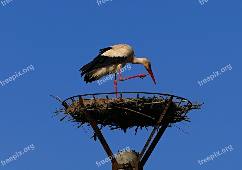 Stork White Nature The Nest Migratory