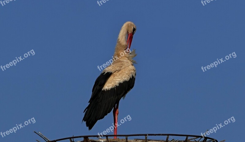 Stork White Nature The Nest Migratory