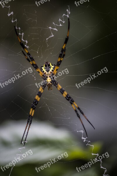 Spider Arachnid Spiderweb Insect Trap