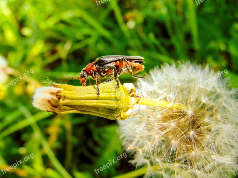 Nature Plant Lawn Outdoors Summer