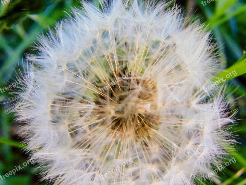 Dandelion Nature Plant Summer Mag