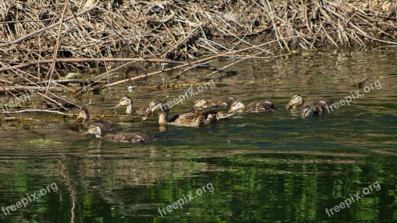 Water Ducks Animals Nature Spring