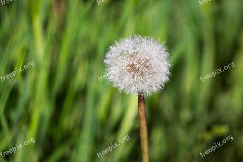 Nature Flower Plant Leon's Mouth Dandelion