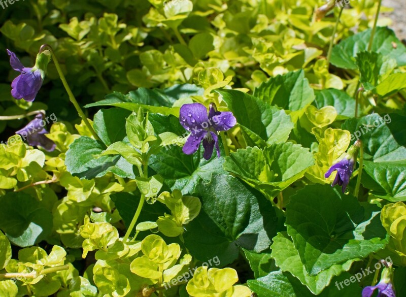 Violet Rain-wet Blossom Bloom Leaf