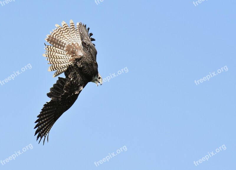 Falcon Bird Of Prey Bird Wild Animal Nature