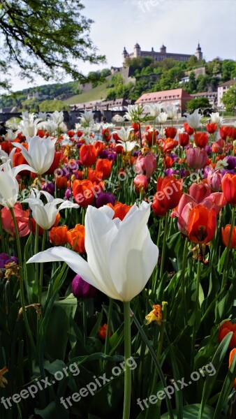 Flower Tulip Nature Plant Garden