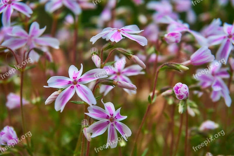 Phlox Phlox Subulata Tamaongalie Carpet Phlox Upholstery Perennial