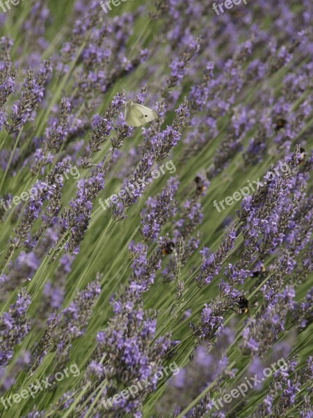 Lavender Flower Perfume Aromatherapy Free Photos