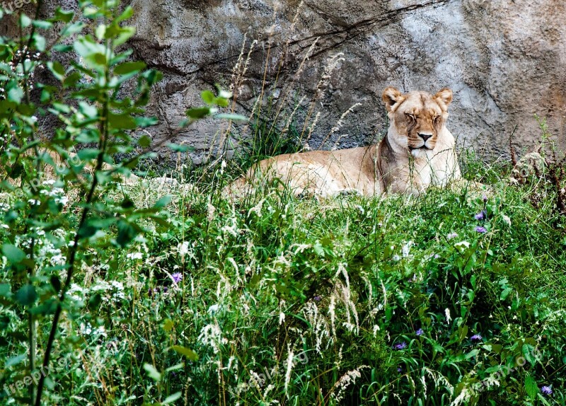 Nature Animal World Grass Cat Animal