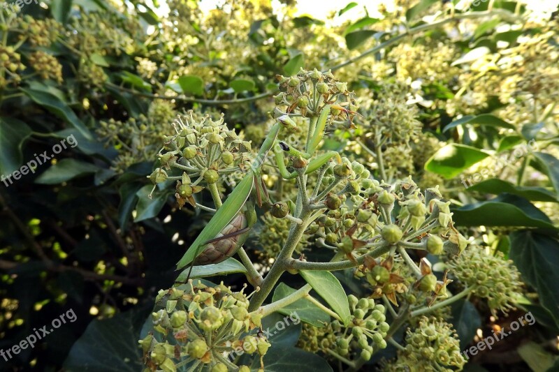 Praying Mantis Mantis Religiosa Nature Insect Free Photos