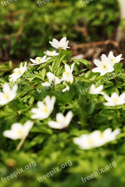 Anemones Nature Flower Flora Leaf