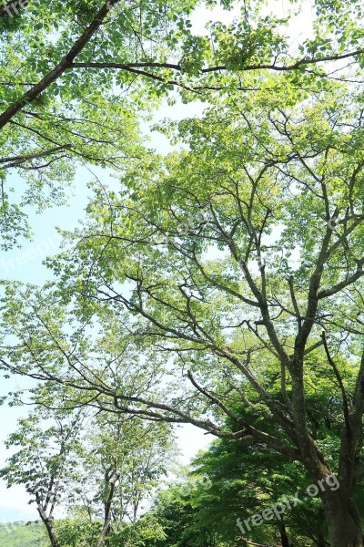 Wood Natural Landscape Leaf Branch