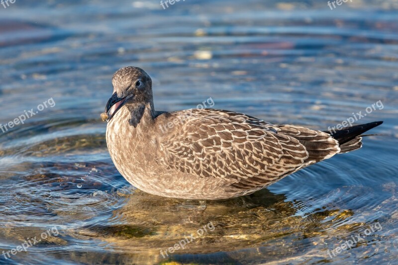 Australia Tasmania Juvenile Pacific Gull Coastal Beach