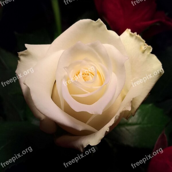 White Rose Flower Rosebush Petal Love