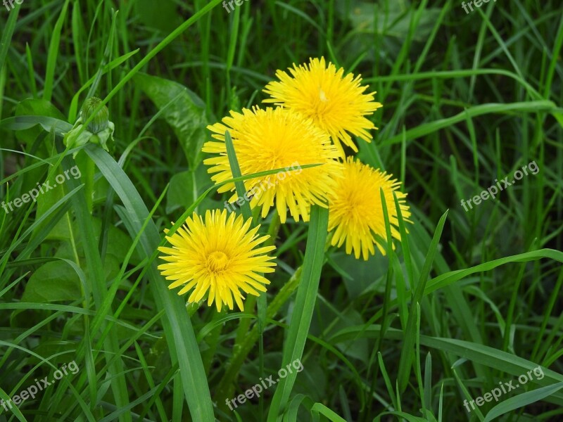 Lawn Nature Summer Plant Field