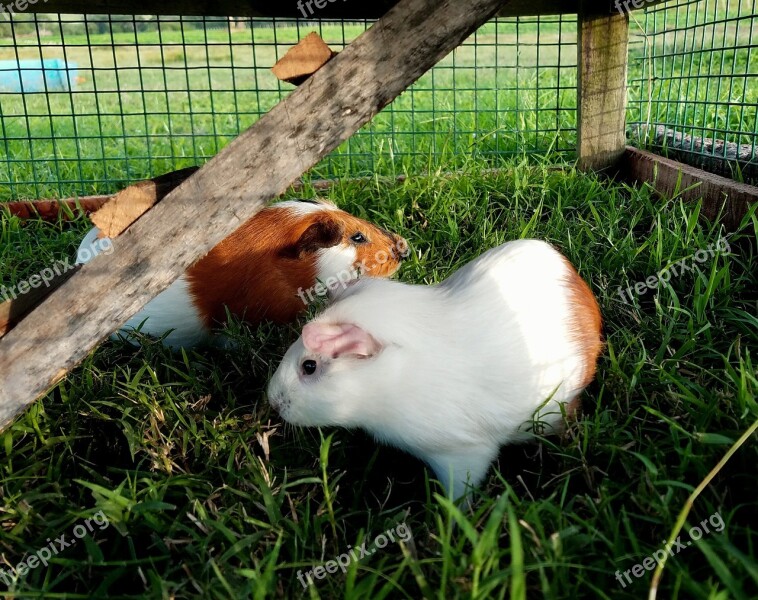 Guinea Pig Mammal Animal Cute Grass