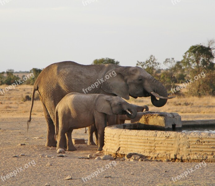 Elephant Mammal Wildlife Safari Animal