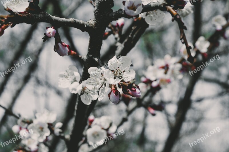 Flower Tree Spring Flowering Branch Flowering Tree