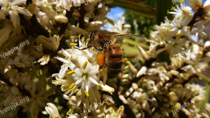 Nature Flower Plant Bee Pollen