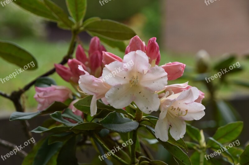 Flower Nature Plant Leaf Garden