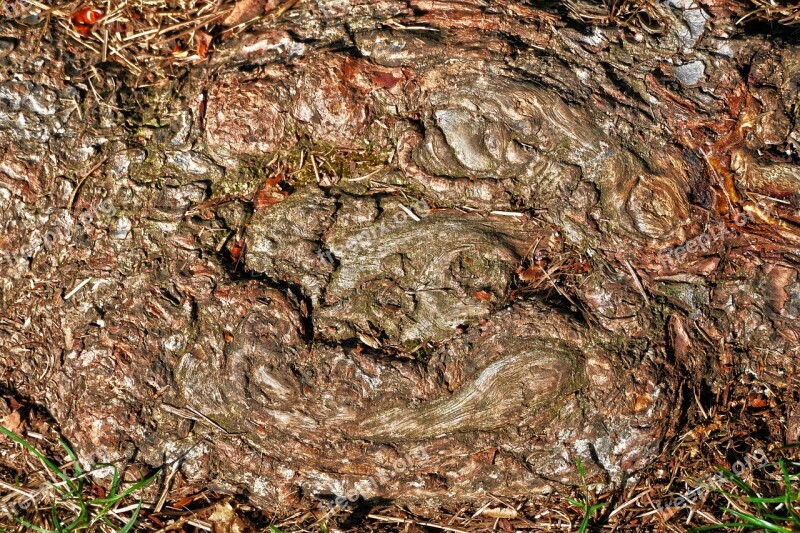 Root Wood Structure Ground Earth