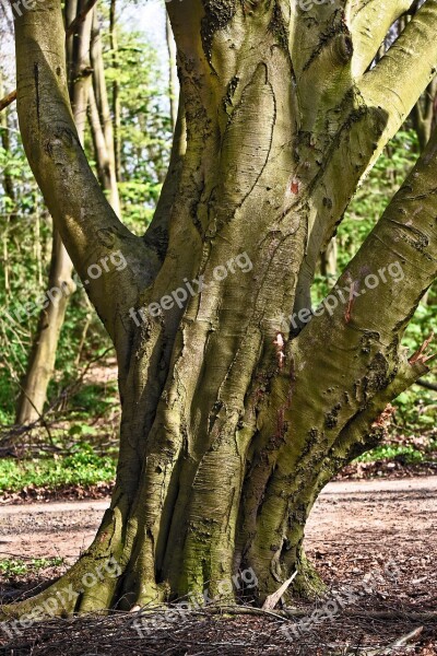 Old Tree Trunk Branch Forked Ancient Tree