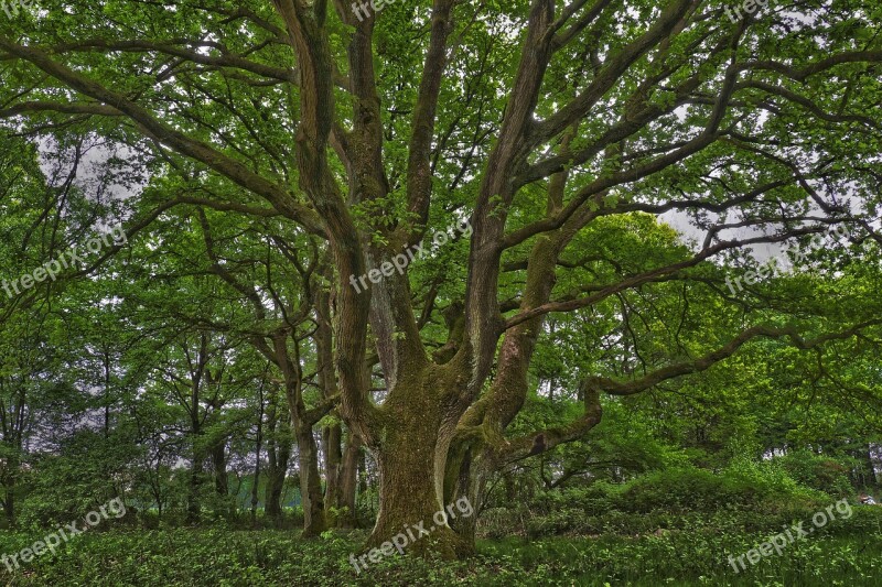 Tree Nature Landscape Wood Leaves