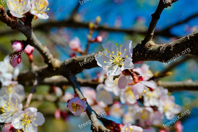 Flower Tree Spring Flowering Branch Flowering Tree