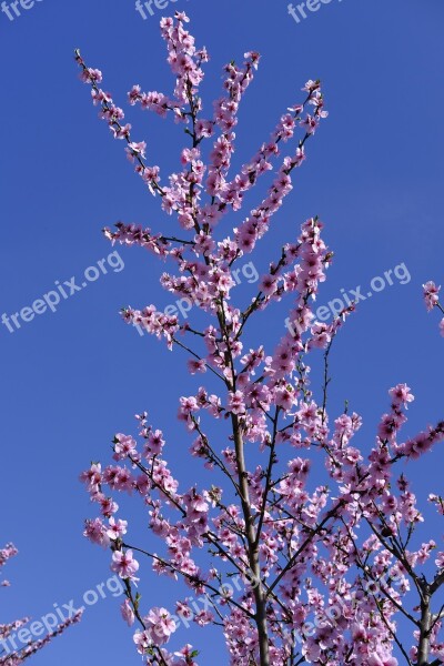 Flower Blossom Bloom Almond Blossom Almond