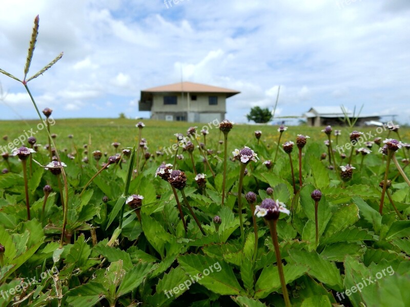 Flora Nature Outdoors Flower Agriculture