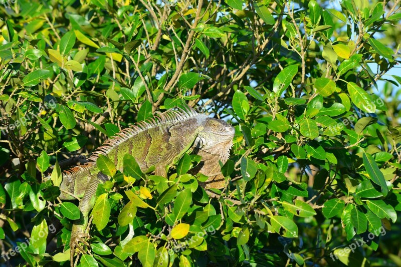 Iguana Nature Leaf Tree Flora