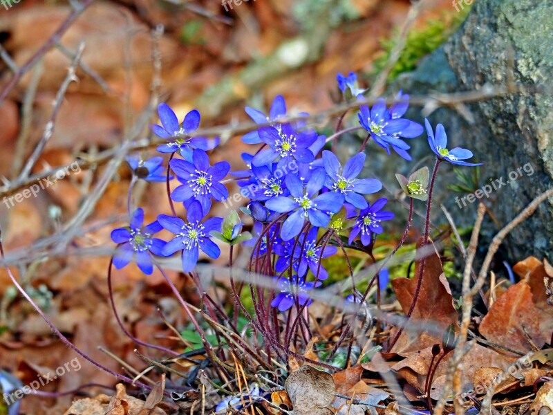 Nature Plant Outdoor Season Leaf