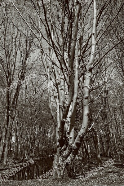 Tree Trunk Branch Old Tree Gnarled