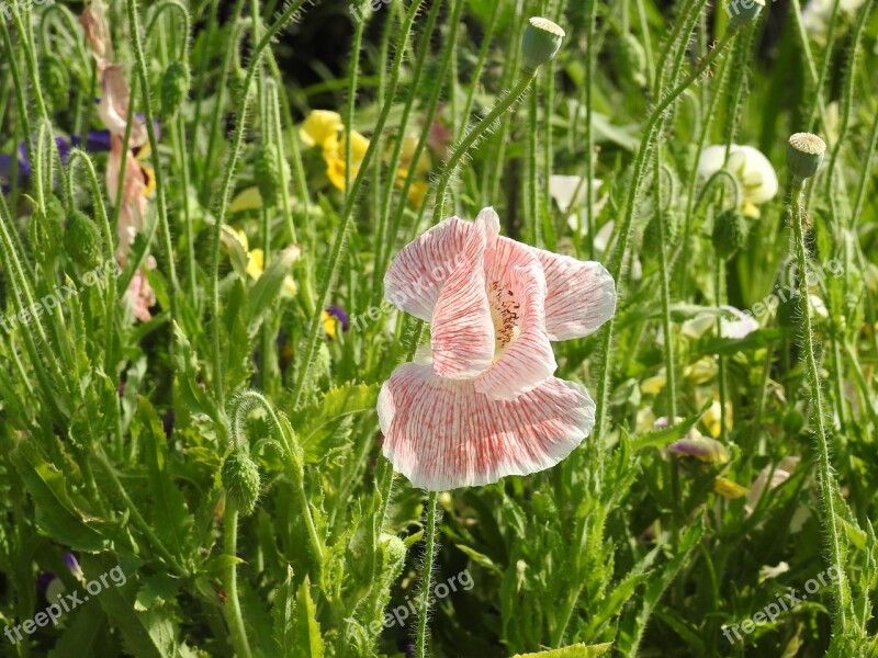 Flower Flora Nature Summer Outdoors