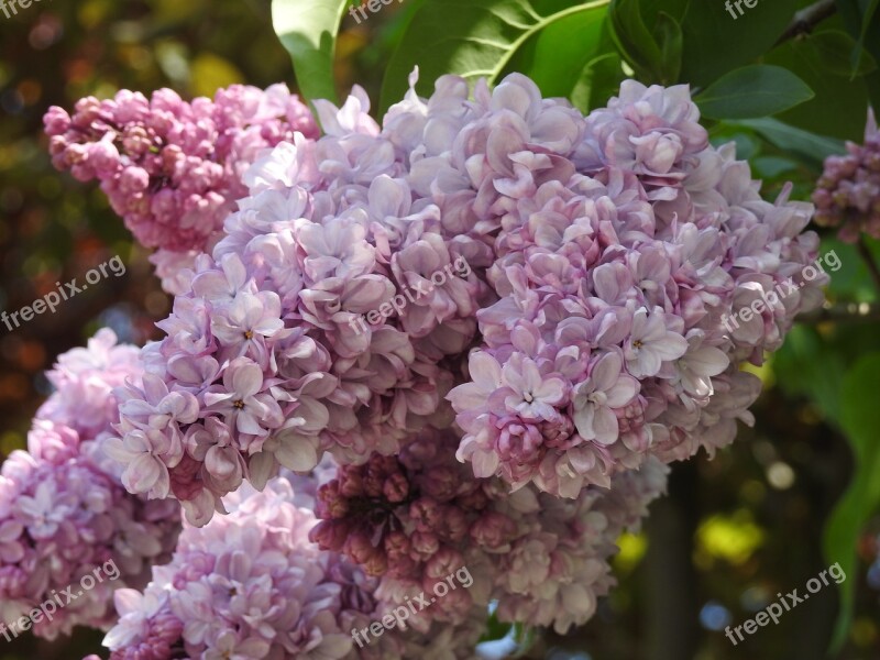 Flower Plant Nature Garden Branch